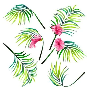 Set of botanical vector illustrations of tropical palm leaves in a realistic Illustrazione stock