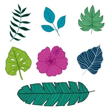 Set of botanical vector illustrations, Vector Illustration Stock Illustration
