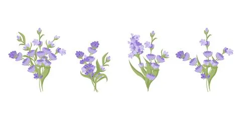 Set of bouquets of lavender flowers. Vector illustration isolated on white Stock Illustration