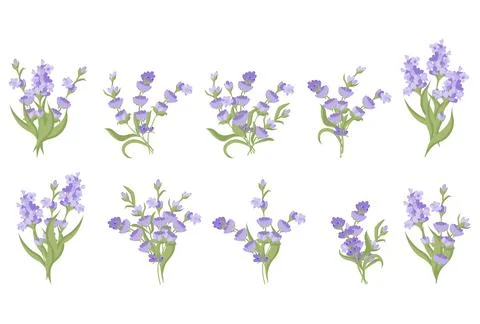 Set of bouquets of lavender flowers. Vector illustration isolated on white Stock Illustration