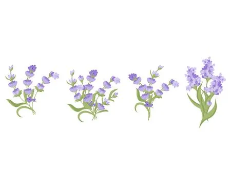 Set of bouquets of lavender flowers. Vector illustration isolated on white Stock Illustration
