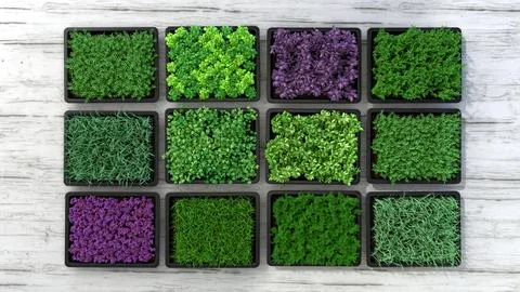 Set of boxes with microgreen sprouts of parsley, dill, basil, onion Stock Illustration