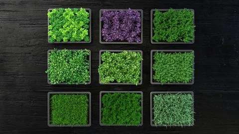 Set of boxes with microgreen sprouts of parsley, dill, basil, onion, rosemary Stock Illustration