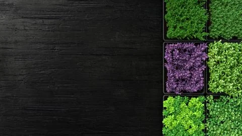 Set of boxes with microgreen sprouts of parsley, dill, basil, onion Stock Illustration