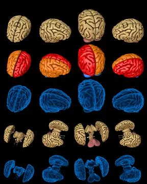 Set brain renders - x-ray examination style image Stock Illustration