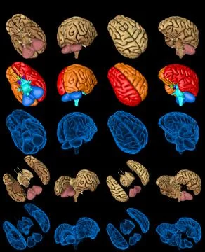 Set brain renders - x-ray style image Illustrazione stock