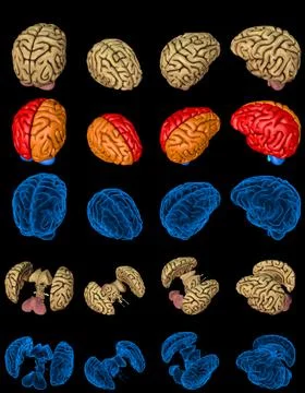 Set brain renders - x-ray style image and brain zones Illustrazione stock
