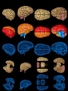 Set brain renders - x-ray style image Stock Illustration