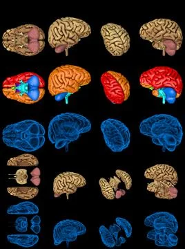 Set brain renders - x-ray style image Illustrazione stock