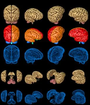 Set brain renders - xray image and highlighted functional zones 스톡 일러스트
