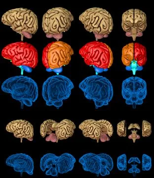 Set brain renders - xray image and highlighted functional zones Illustrazione stock