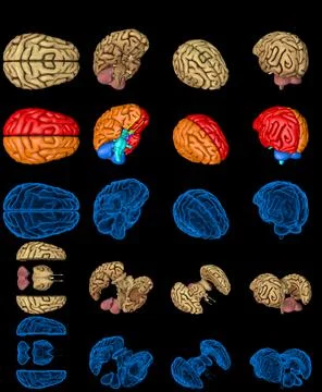 Set brain renders - xray image and highlighted functional zones 스톡 일러스트