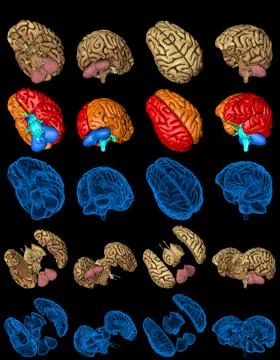 Set brain renders - xray style image and brain zones 스톡 일러스트