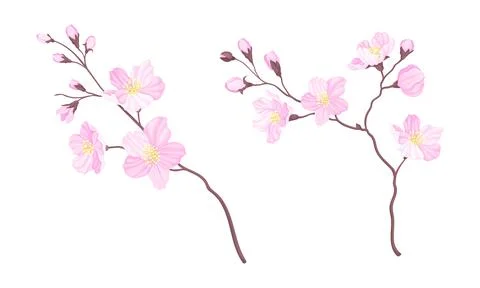 Set of branches of blossoming cherry tree. Sakura twigs with flower buds vector Stock Illustration