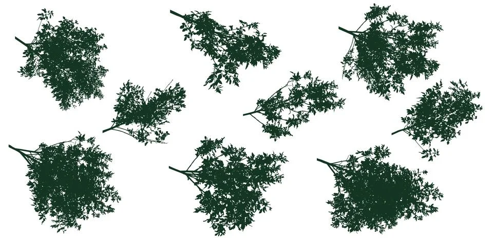 Set of branches deciduous ash tree, silhouette. Vector illustration Stock Illustration