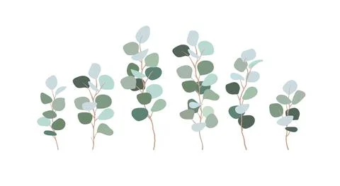 Set of branches eucalyptus silver dollar. Clip art greens for design cards Illustrazione stock