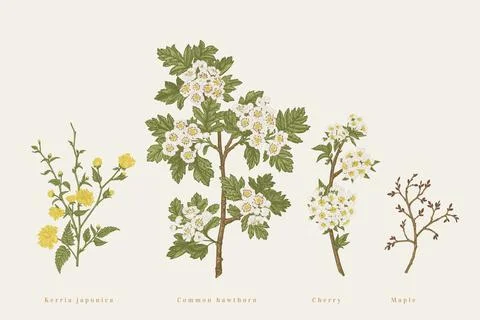 Set with branches of garden trees. Illustrazione stock