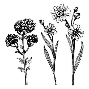 Set of branches of meadow flowers. Vector linear botanical illustration. Real Stock Illustration