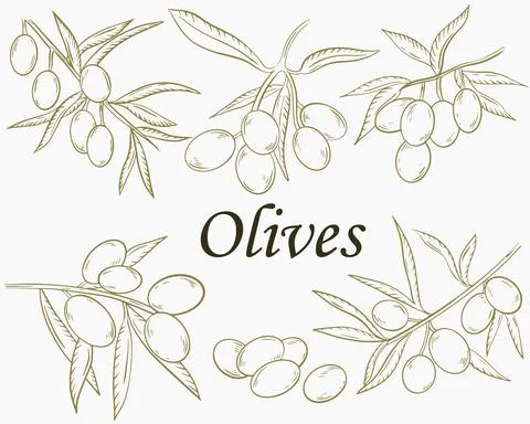 Set of branches with olives, sketch. Vector. Hand drawing. イラスト素材