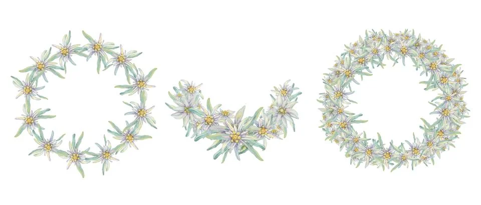 Set of bridal frames with edelweiss Illustrazione stock