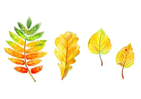 Set of bright autumn leaves Isolated on a white background. Print Stock Illustration