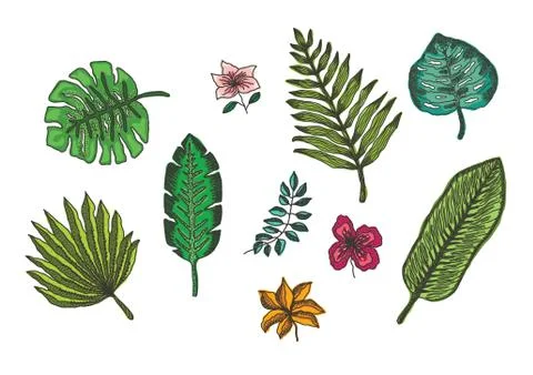 Set of bright colorful tropical leaves and flowers Stock Illustration
