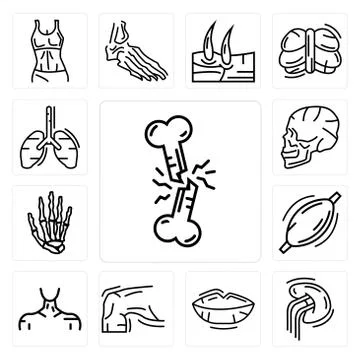 Set of Broken Bone, Human Spleen, Lips, Skin, Neck, Muscle, Hand Bones, Skull Free Stock Illustration