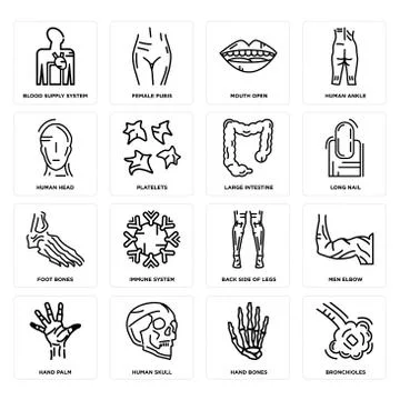 Set of Bronchioles, Hand Bones, Palm, Back Side Of Legs, Foot Large Intestine Free Stock Illustration