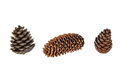 Set of brown pine cone isolated on white background Stock Photos