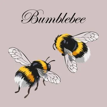 Set of bumblebees Stock Illustration