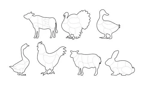 Set of Butcher Meat Cuts Poster Outline Collection, Chicken, Goat, Lamb, Ra.. Stock Illustration