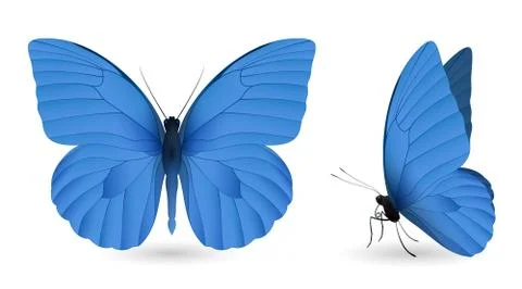Set of butterflies isolated on white background Stock Illustration