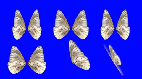 A set of Butterfly Wings Waving in Different Speed and Angles on Blue Screen Stock Footage 63784753