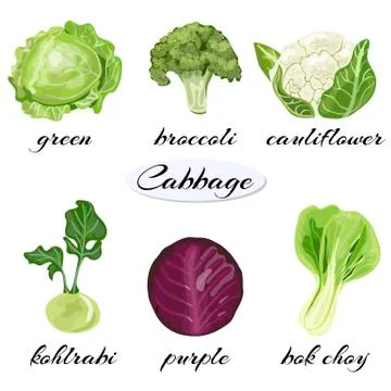 A set of cabbage. Different cabbages. Green, purple, broccoli, cauliflower, kohl Stock Illustration