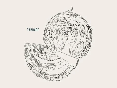 Set of cabbage, hand drawn sketch line art vector. Stock Illustration