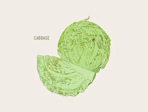 Set of cabbage, hand drawn sketch line art vector. Stock Illustration