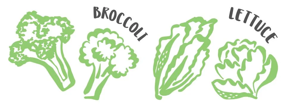 Set of Cabbage, Lettuce and Broccoli hand painted with ink brush Stock Illustration