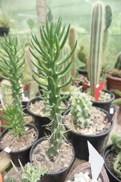 Set of cacti of different types Stock Photos