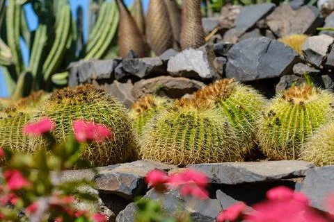 Set of cacti in a garden Stock Photos