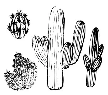 A set of cactus sketches Stock Illustration