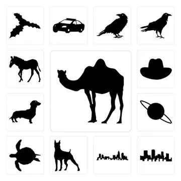 Set of camel outline on white background, colorado north carolina state boxer Free Stock Illustration