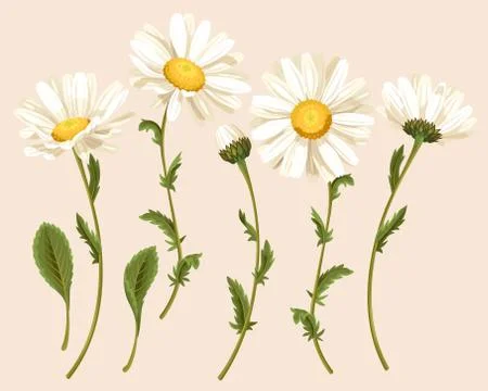 Set of camomiles Stock Illustration