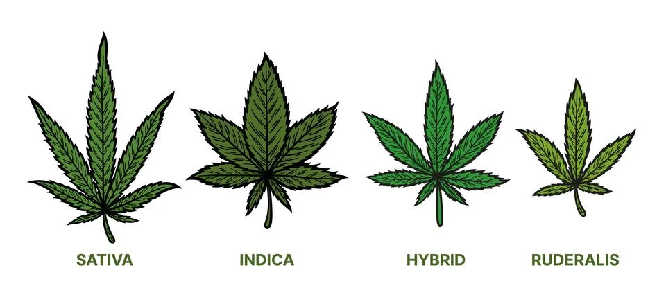 Set of cannabis leaves Stock Illustration