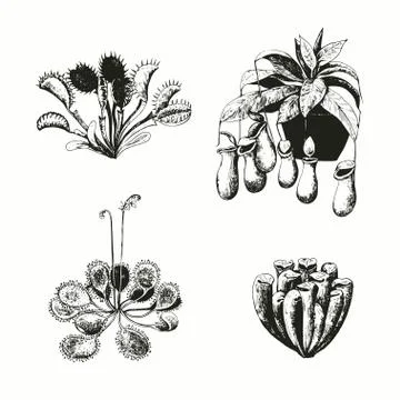 Set of carnivorous plants. Vector illustration. Stock Illustration