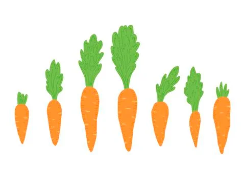 Set of carrot vector illustration isolated. Stock Illustration