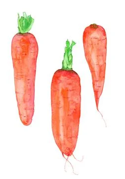 A set of carrots of different varieties. Hand drawn Illustration Stock Photos
