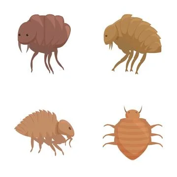 Set of cartoon bed bugs illustrations Stock Illustration