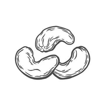 Set of cashew nuts in engraving style Stock Illustration