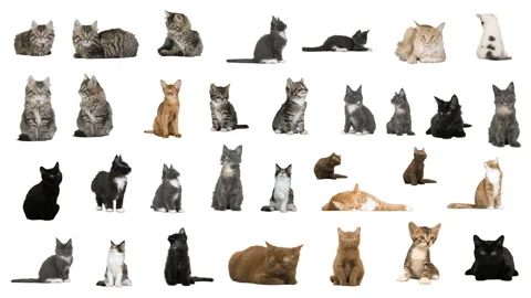 Set of cats on white background Stock Footage 307040802