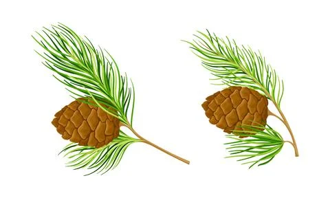 Set of cedar tree branches with cones vector illustration on white background Illustrazione stock